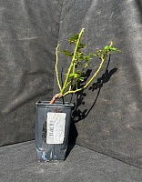 Роза плетистая Пьер де Ронсар